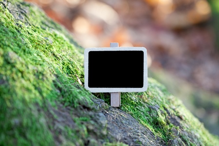 blackboard attached to a tree branch in the forestの写真素材