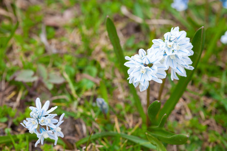blue snowdrop on the background of green grass