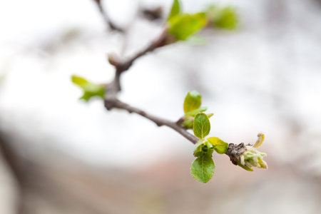blooming green buds on the branches of a tree