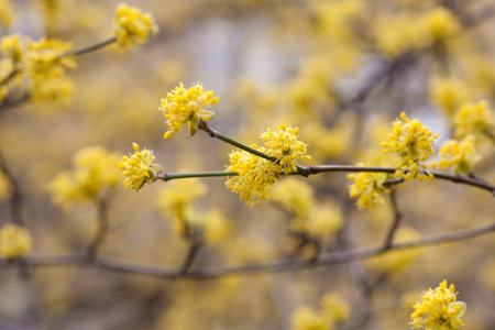 blooming yellow flowers on the branches of a treeの写真素材