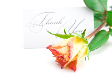 yellow red rose and a card  with the words thank you isolated on whiteの写真素材