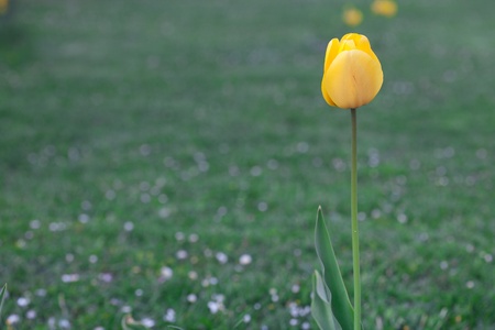 beautiful tulips in city parkの写真素材