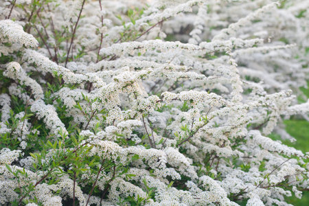 white flowers in spring bushes