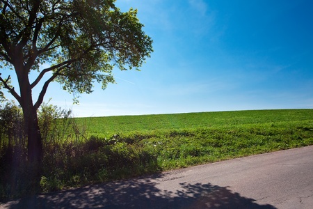 road and a meadow with trees against the blue skyの写真素材