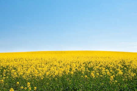 field of yellow rape against the blue skyの写真素材
