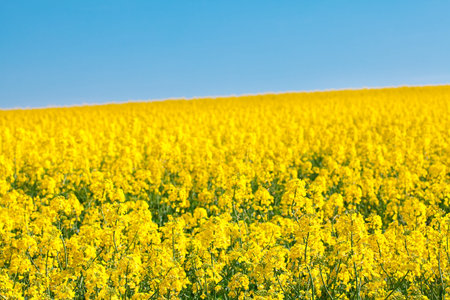 field of yellow rape against the blue sky