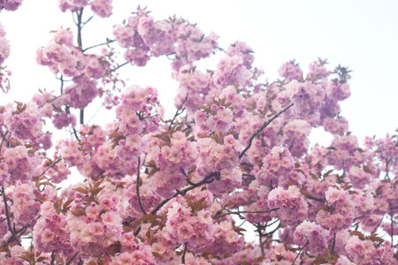 background of the flowers of sakura