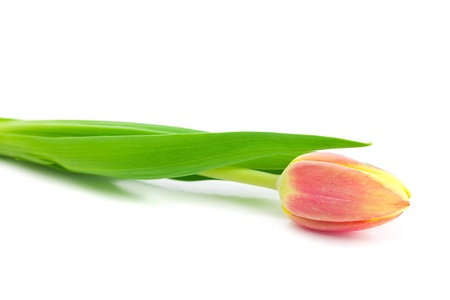colorful tulips isolated on whiteの写真素材