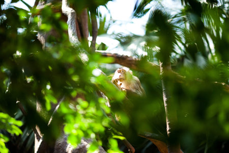 monkey in a green bush at the zoo
