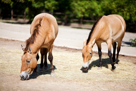 Przewalski's horse at the zooの写真素材