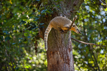 coati jumping from branch to branch in a zoo