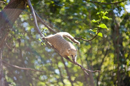 coati jumping from branch to branch in a zooの写真素材