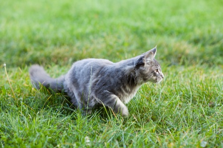 beautiful striped maine coon cat in natureの写真素材