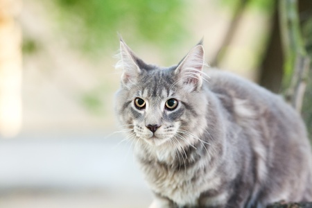 beautiful striped maine coon cat in natureの写真素材