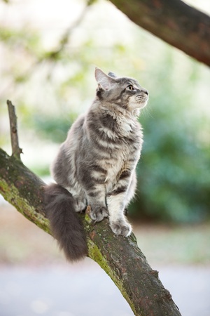 beautiful striped maine coon cat in natureの写真素材