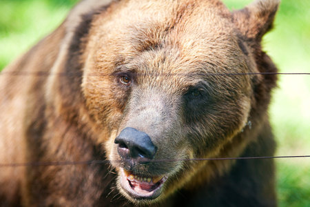 brown bear on the natureの写真素材