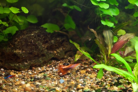 background of the aquarium with green plantsの写真素材