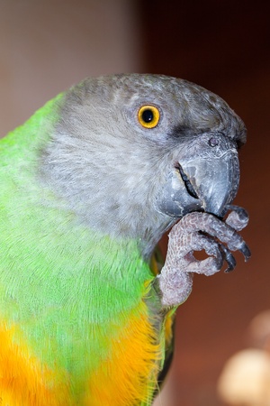 beautiful green and yellow senegal  parrot closeupの写真素材
