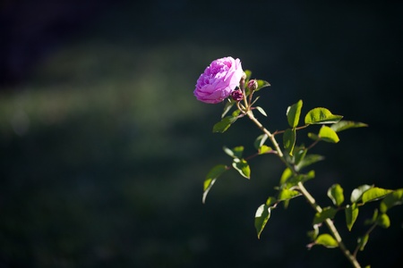 background of beautiful roses in the gardenの写真素材
