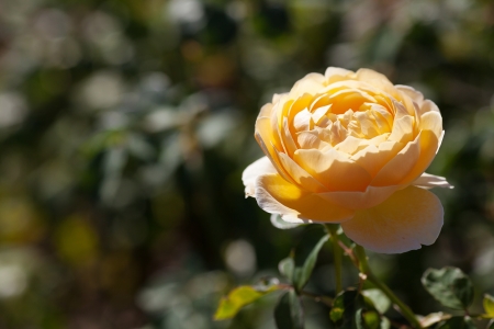 background of beautiful roses in the gardenの写真素材