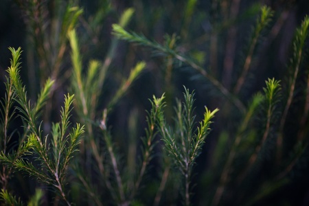 Background of the branches of a coniferous treeの写真素材