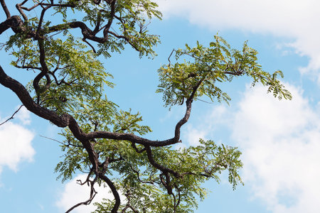 jacaranda against the blue sky