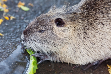 nutria eating aloe vera in a zooの写真素材