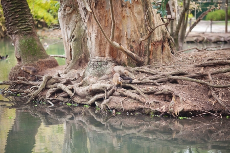 monkeys against a large tree roots in the zooの写真素材