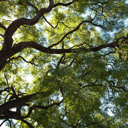 crown of the jakaranda tree in the sunlight 