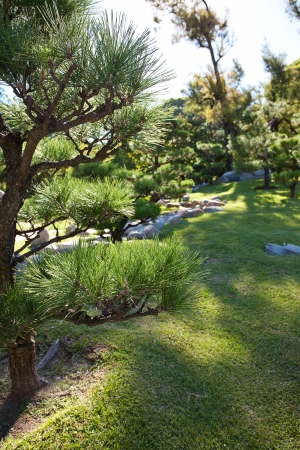 coniferous trees and rocks on a background of blue skyの写真素材