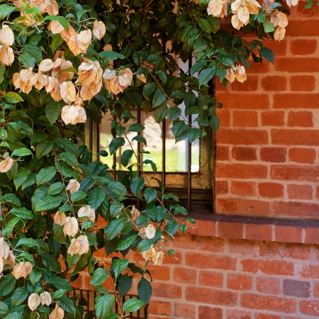 pink flowers on a background of red brick wallの写真素材