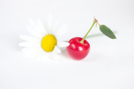 cherry and chamomile on white background