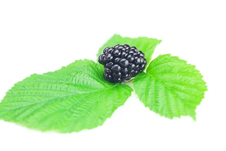 blackberries and green leaves on white backgroundの写真素材
