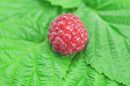 Raspberries and green leaves 