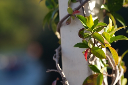 green gazebo in the rose gardenの写真素材
