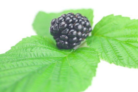 blackberries and green leaves on white backgroundの写真素材