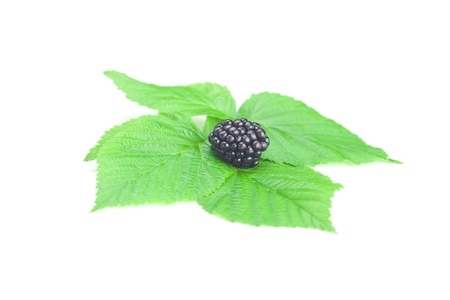 blackberries and green leaves on white backgroundの写真素材