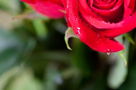 beautiful bouquet of red roses with water dropsの写真素材