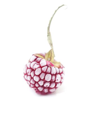 blackberry with leaf in frost isolated on white