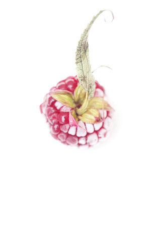 blackberry with leaf in frost isolated on white