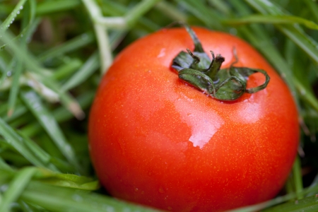 red juicy tomato on a background of green grassの写真素材