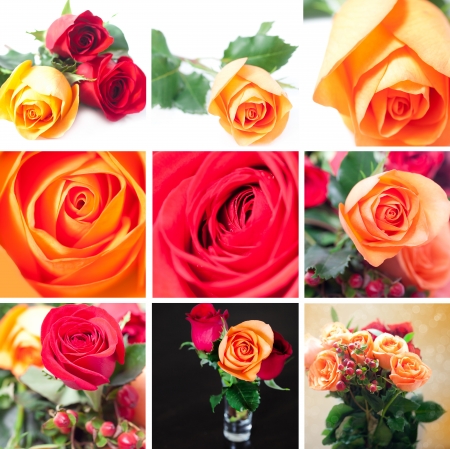 collage of beautiful colorful rosesの写真素材