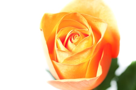 beautiful orange rose isolated on whiteの写真素材