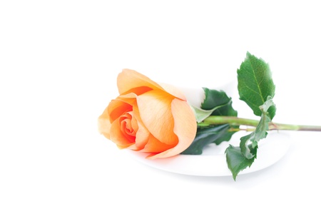 beautiful orange rose and cup isolated on whiteの写真素材