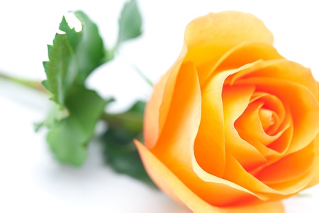 beautiful orange rose isolated on whiteの写真素材