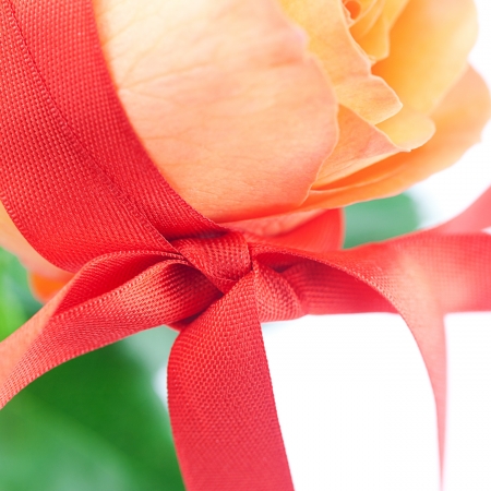 beautiful orange rosewith red ribbon isolated on whiteの写真素材