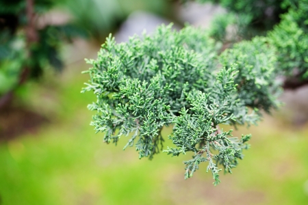 beautiful juniper bonsai  in a botanical gardenの写真素材