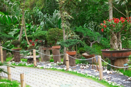 bonsais exhibition in a botanical gardenの写真素材