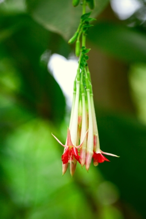 beautiful fuchsia flower on a tree branchの写真素材