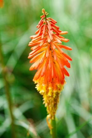 beautiful orange tropical flower of  kniphofiaの写真素材